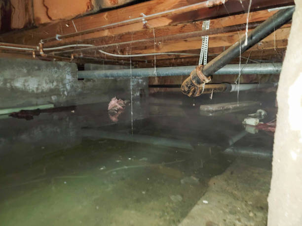 Best Carpet water damage restoration  in Chester, MD